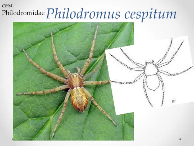 Philodromus cespitum сем. Philodromidae