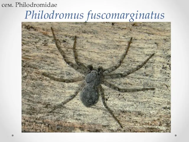 Philodromus fuscomarginatus сем. Philodromidae