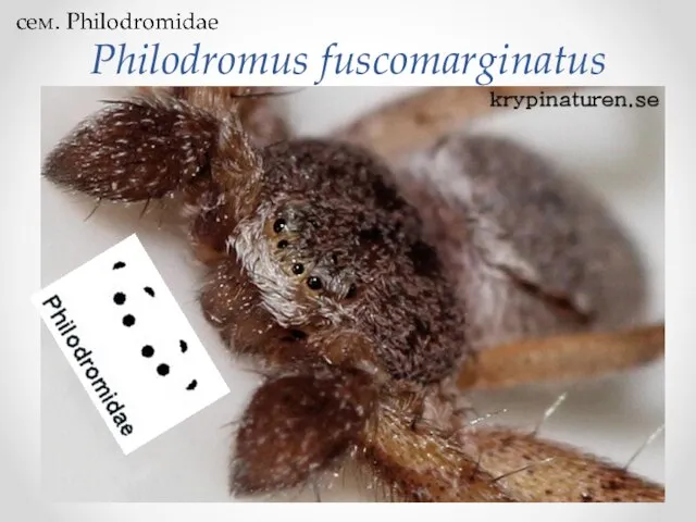 Philodromus fuscomarginatus