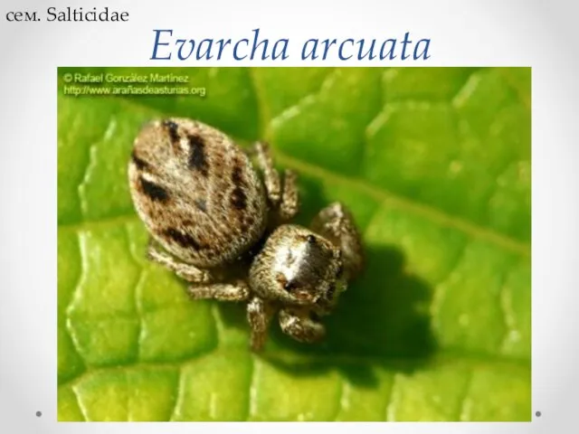 Evarcha arcuata сем. Salticidae