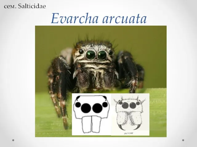 Evarcha arcuata