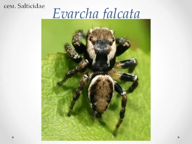 Evarcha falcata