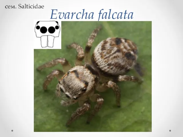 Evarcha falcata