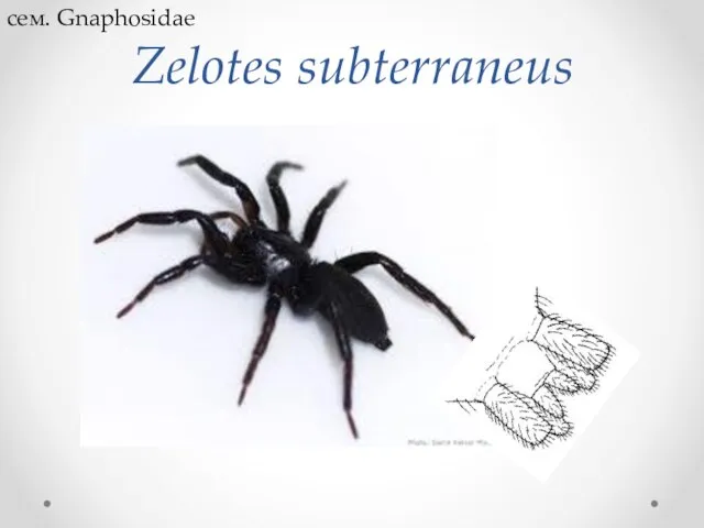 Zelotes subterraneus сем. Gnaphosidae