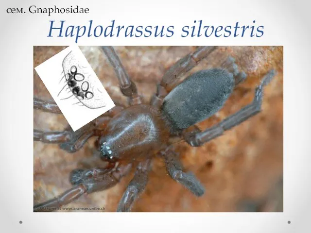 Haplodrassus silvestris