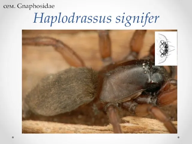 Haplodrassus signifer