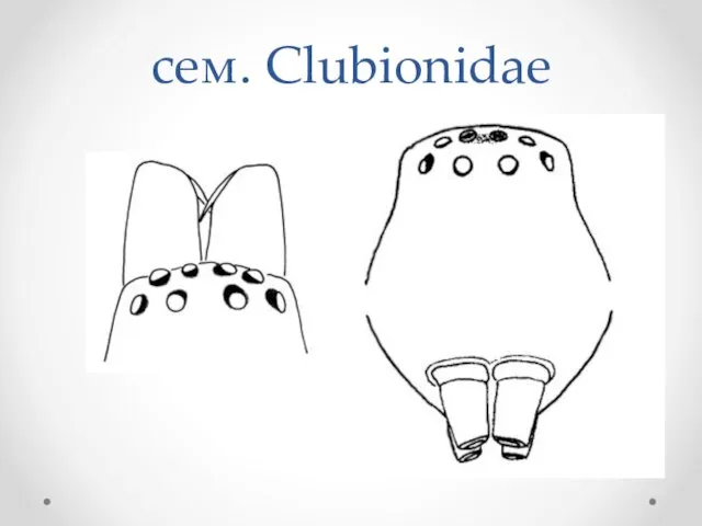 сем. Clubionidae