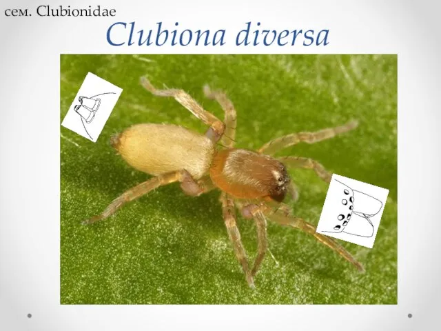 Clubiona diversa сем. Clubionidae