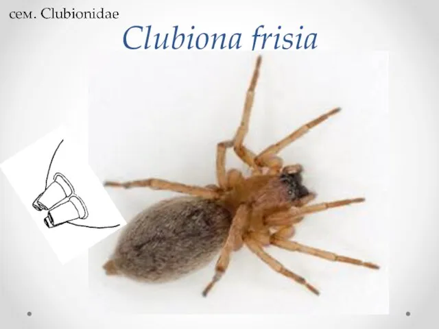 Clubiona frisia