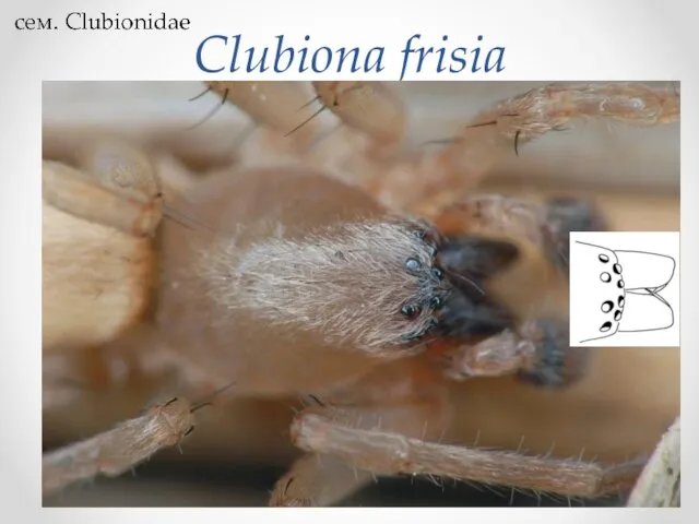 Clubiona frisia