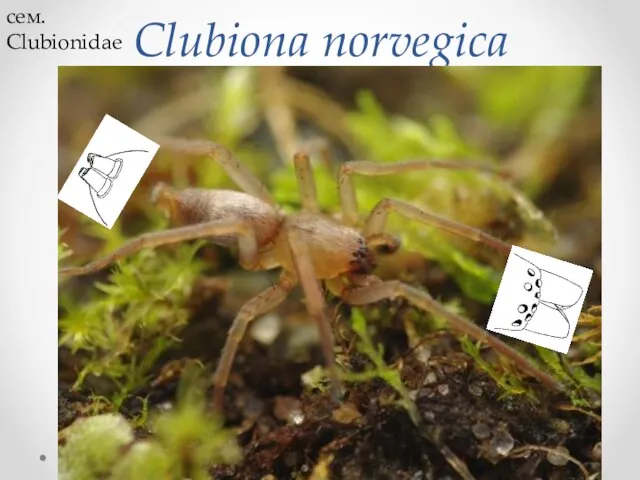 Clubiona norvegica сем. Clubionidae