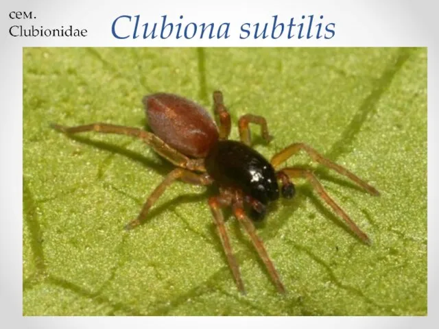 Clubiona subtilis