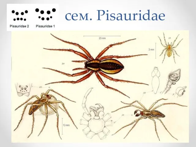 сем. Pisauridae