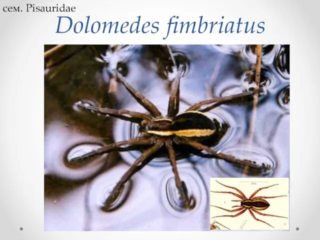 Dolomedes fimbriatus сем. Pisauridae