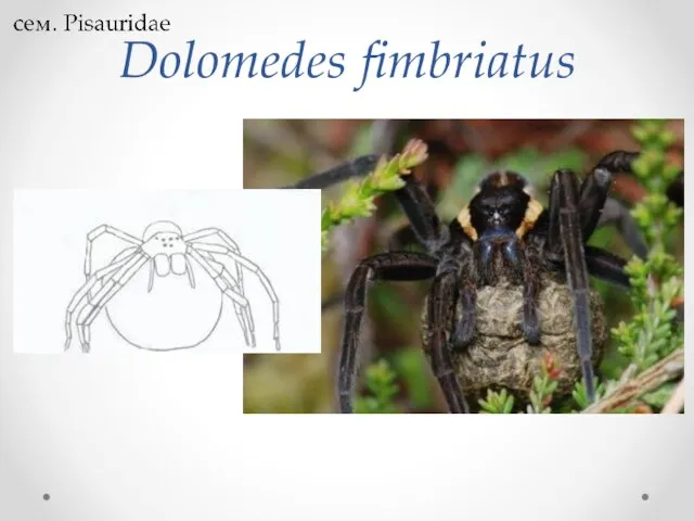 Dolomedes fimbriatus