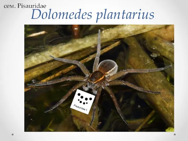 Dolomedes plantarius