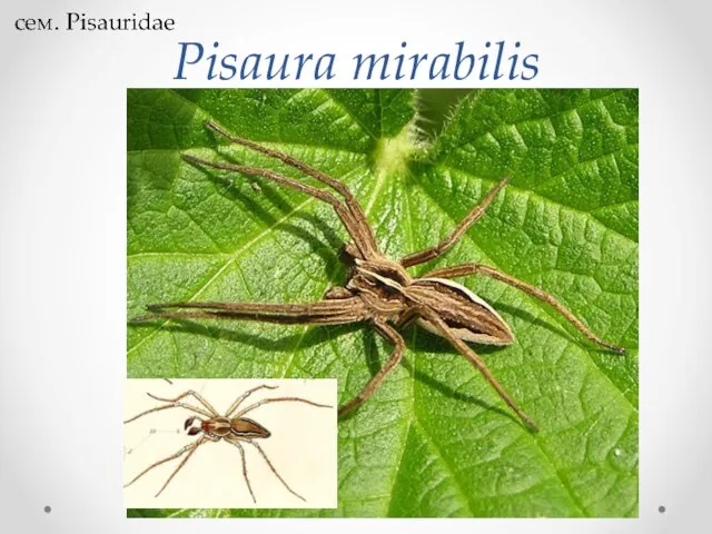 Pisaura mirabilis