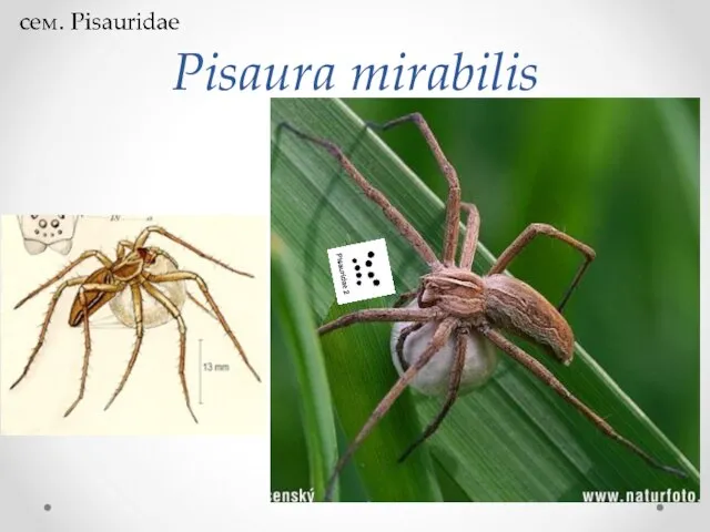 Pisaura mirabilis