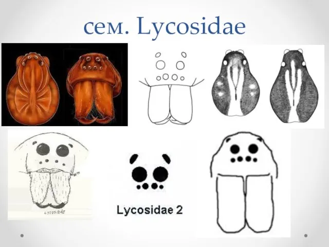 сем. Lycosidae