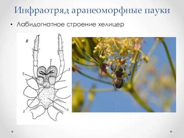 Инфраотряд аранеоморфные пауки Лабидогнатное строение хелицер