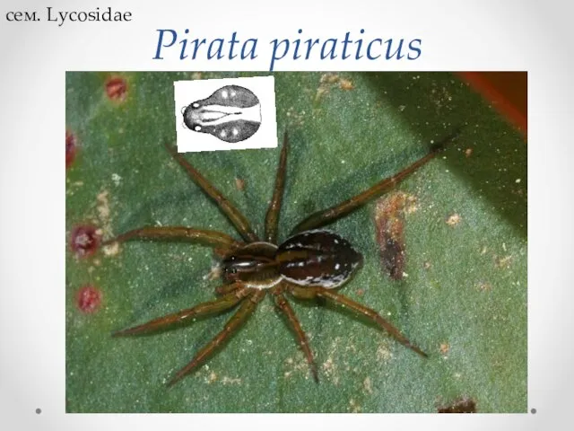 Pirata piraticus сем. Lycosidae