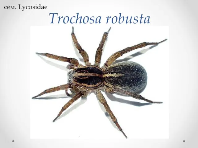 Trochosa robusta