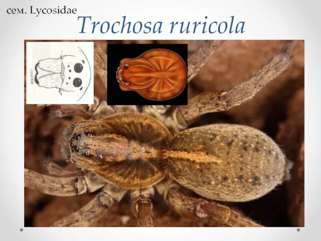 Trochosa ruricola