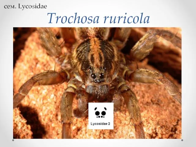 Trochosa ruricola