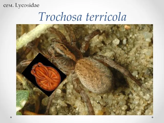 Trochosa terricola