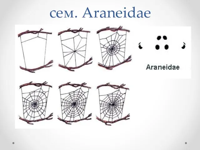 сем. Araneidae