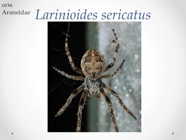 Larinioides sericatus cем. Araneidae
