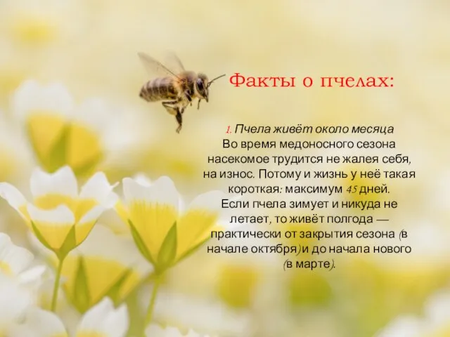 1. Пчела живёт около месяца Во время медоносного сезона насекомое трудится не