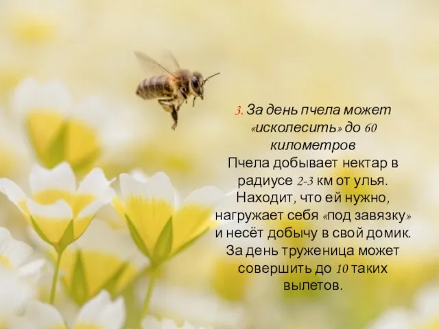 3. За день пчела может «исколесить» до 60 километров Пчела добывает нектар