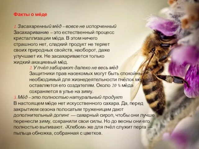 Факты о мёде 1. Засахаренный мёд – вовсе не испорченный Засахаривание –