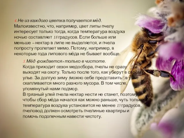 4. Не из каждого цветка получается мёд. Малоизвестно, что, например, цвет липы