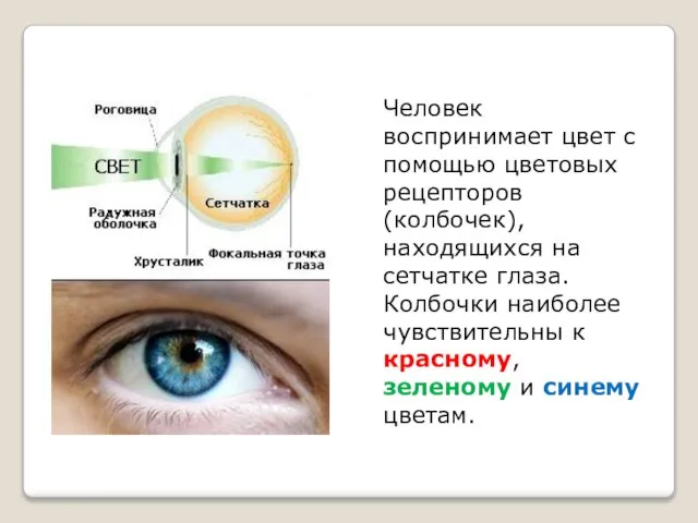 Человек воспринимает цвет с помощью цветовых рецепторов (колбочек), находящихся на сетчатке глаза.