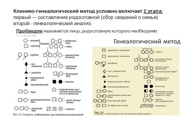 Клинико-генеалогический метод условно включает 2 этапа: первый — составление родословной (сбор сведений