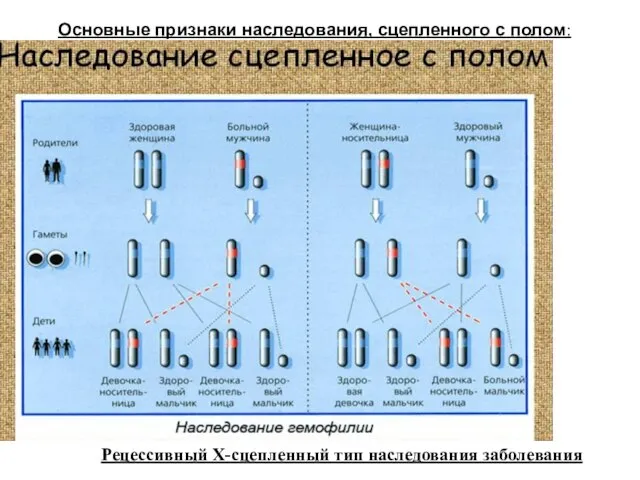 Основные признаки наследования, сцепленного с полом: Рецессивный Х-сцепленный тип наследования заболевания