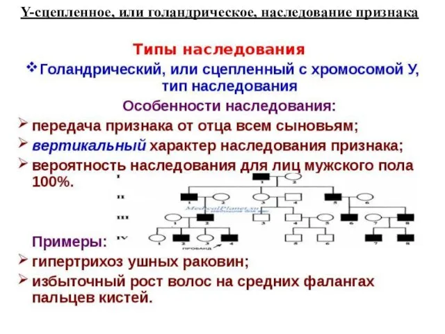 Y-сцепленное, или голандрическое, наследование признака