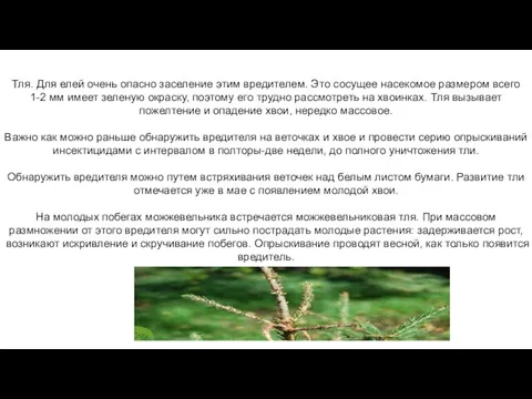 Тля. Для елей очень опасно заселение этим вредителем. Это сосущее насекомое размером