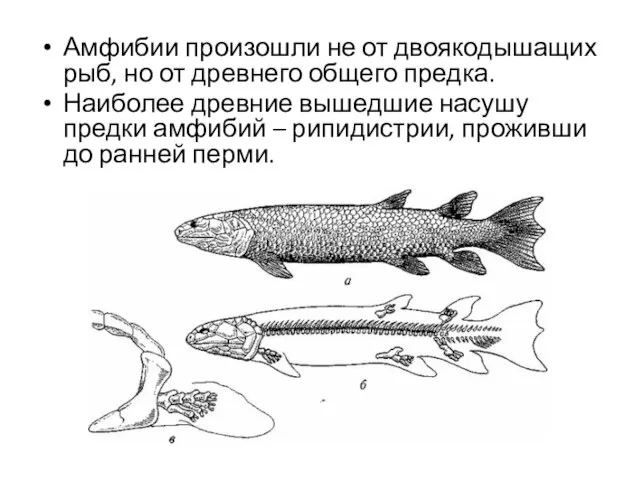 Амфибии произошли не от двоякодышащих рыб, но от древнего общего предка. Наиболее