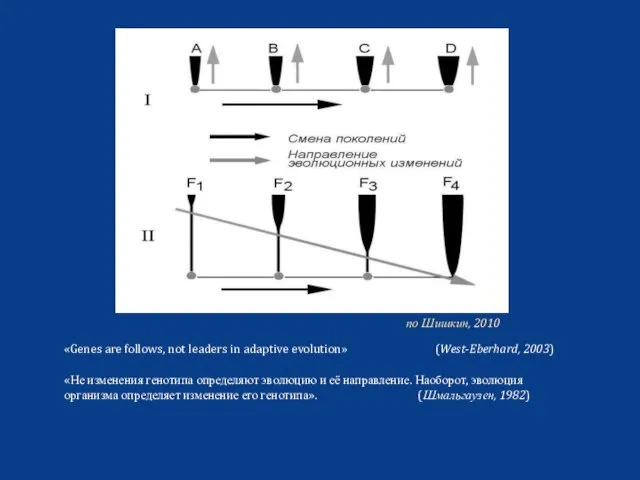 «Genes are follows, not leaders in adaptive evolution» (West-Eberhard, 2003) «Не изменения