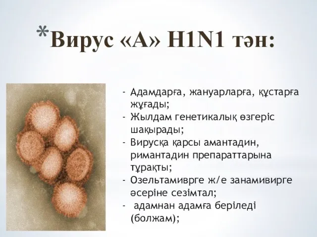 Вирус «А» H1N1 тән: Адамдарға, жануарларға, құстарға жұғады; Жылдам генетикалық өзгеріс шақырады;