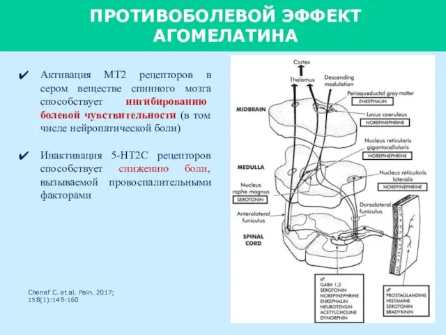 ПРОТИВОБОЛЕВОЙ ЭФФЕКТ АГОМЕЛАТИНА Активация MT2 рецепторов в сером веществе спинного мозга способствует