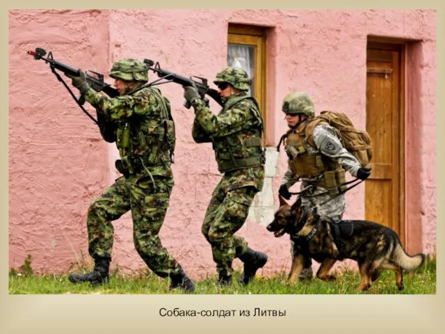 Собака-солдат из Литвы