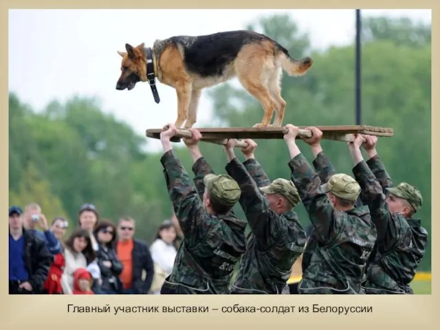 Главный участник выставки – собака-солдат из Белоруссии