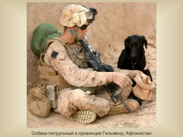 Собака-патрульный в провинции Гильменд, Афганистан