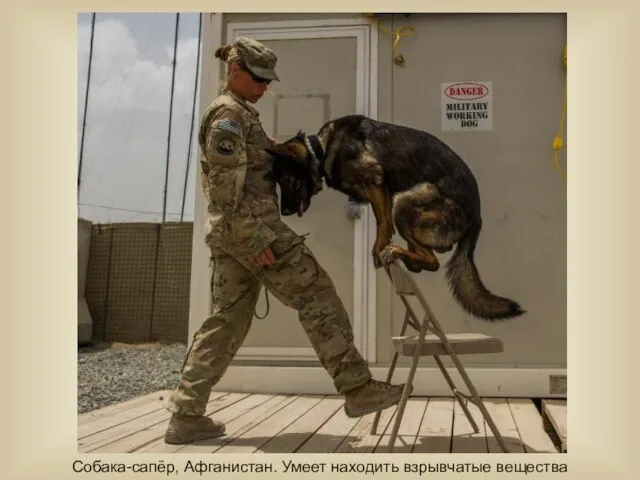Собака-сапёр, Афганистан. Умеет находить взрывчатые вещества