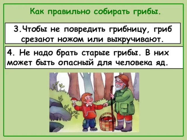 Как правильно собирать грибы. 3.Чтобы не повредить грибницу, гриб срезают ножом или