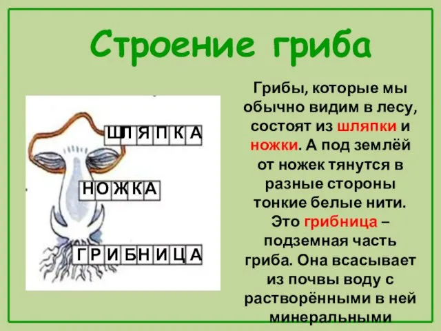 Строение гриба Ш Л Я П К А Н О Ж К